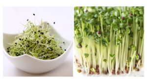 Broccoli Microgreens: A Tiny Green Powerhouse for Detox & Immunity