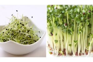 Broccoli Microgreens: A Tiny Green Powerhouse for Detox & Immunity