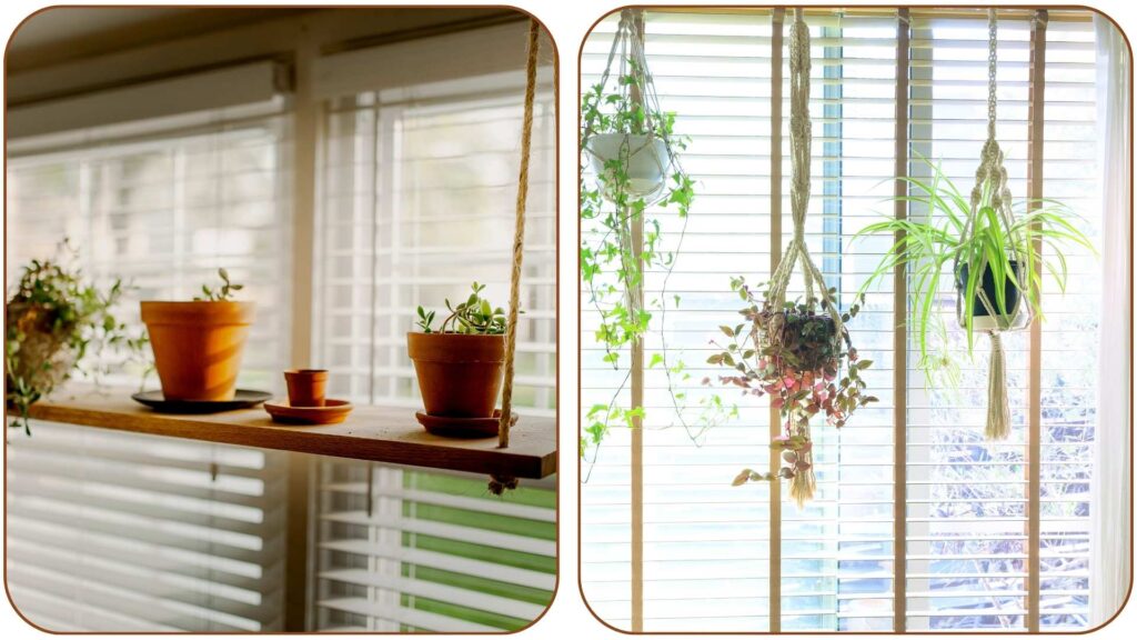 Plant Hanging Ideas