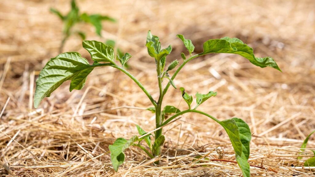 How to mulch tomato plant