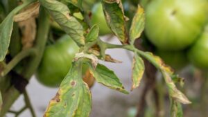 Growing Tomatoes 3: Common Diseases and Pests on Tomato Plants & Prevention