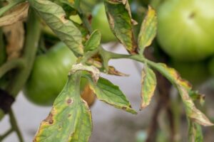 Growing Tomatoes 3: Common Diseases and Pests on Tomato Plants & Prevention