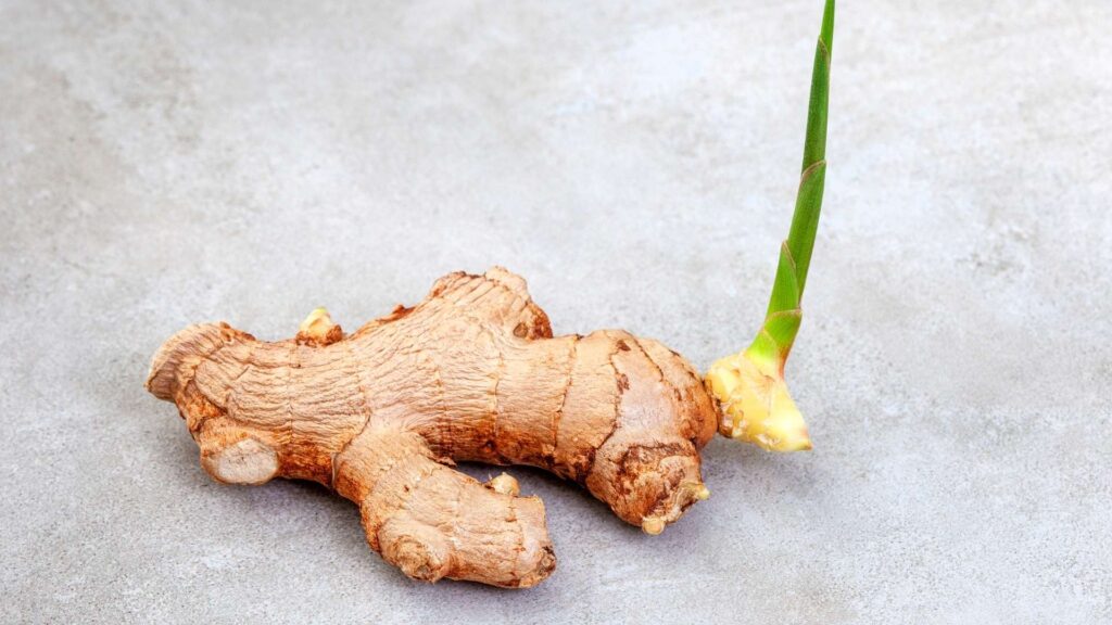 Root Cuttings in Propagation
