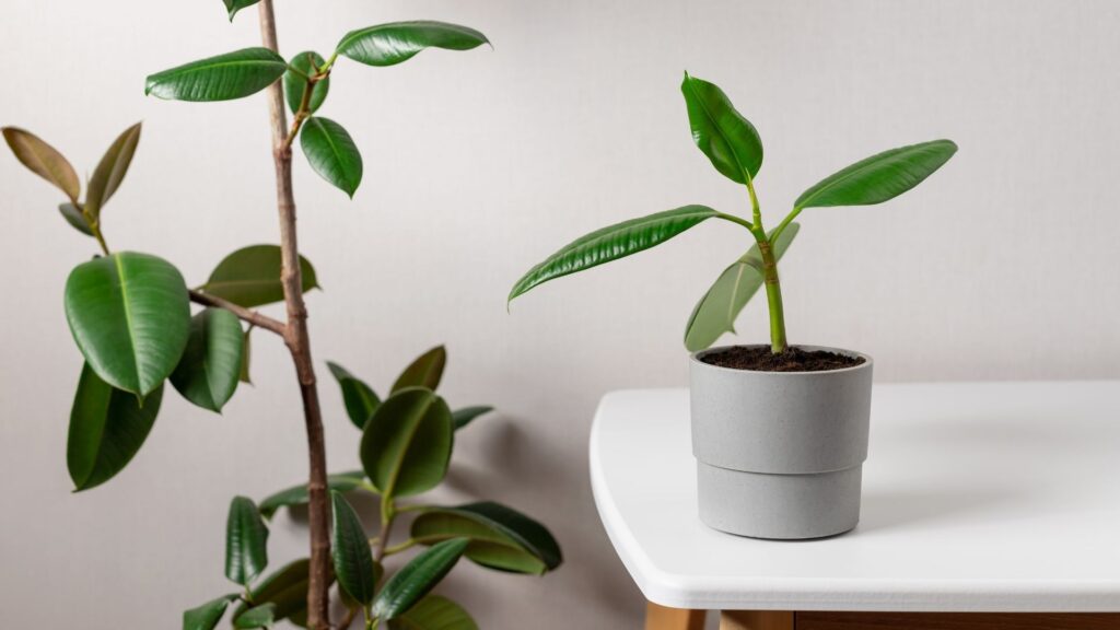 Rubber Plant propagation cutting