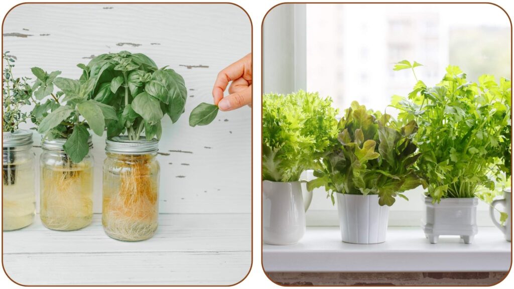 Kratky Pots for Kitchen Window