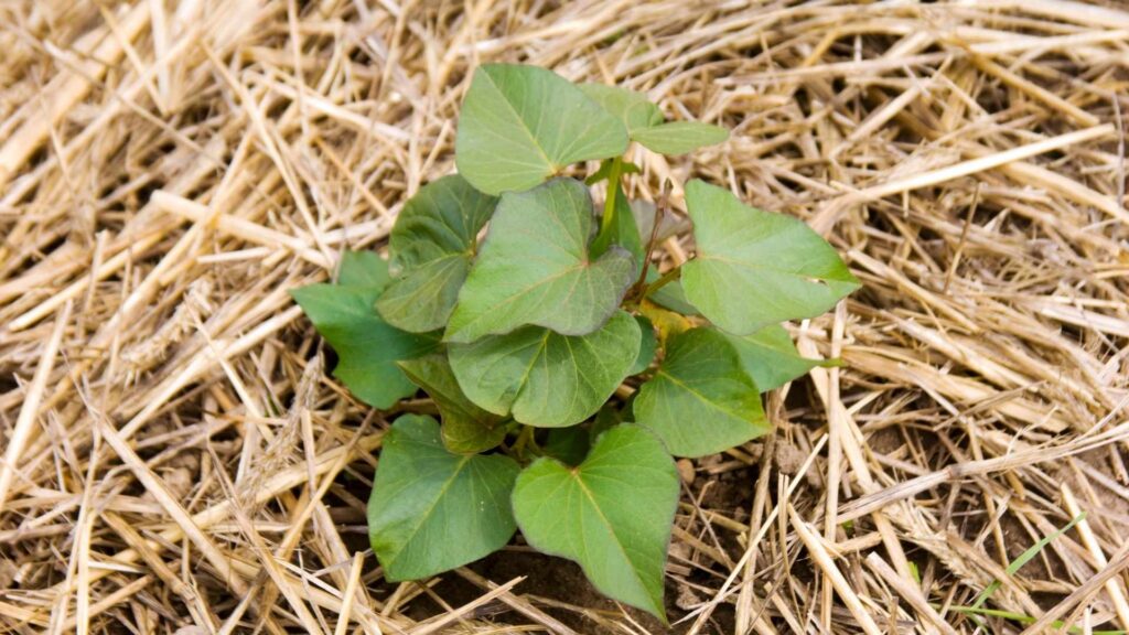 Mulch Around Seedlings