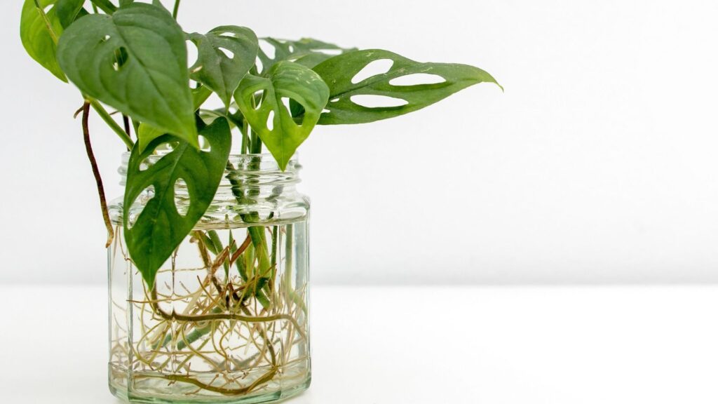 Leaf-Bud Cuttings in Propagation