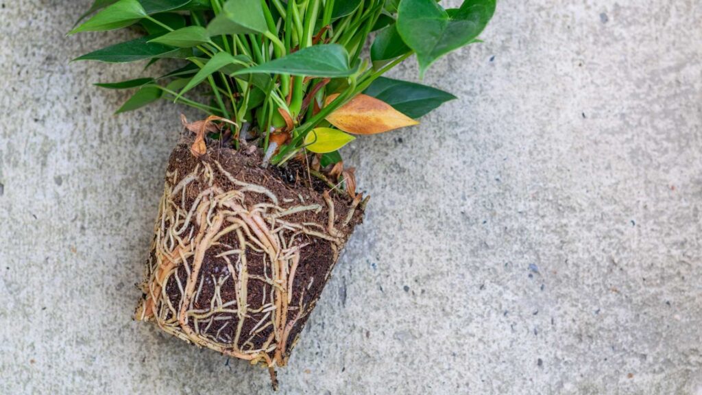 Anthurium propagation