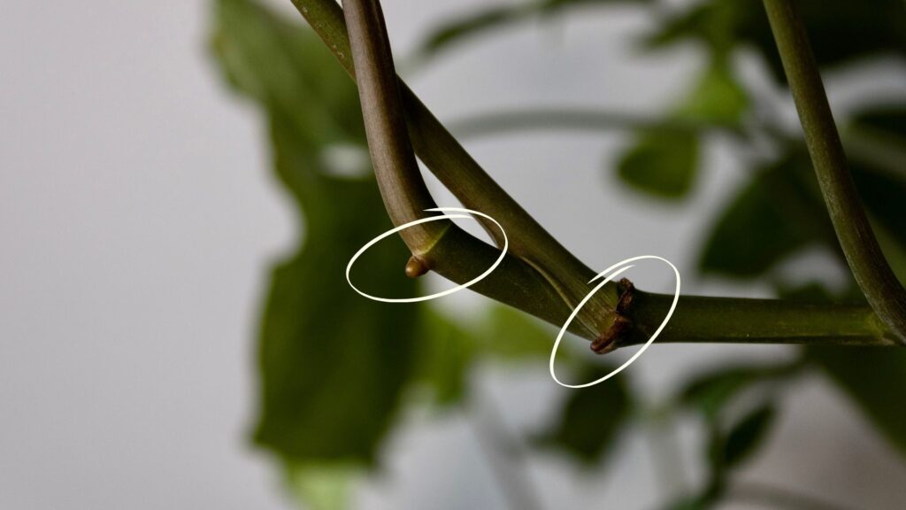 How to propagate Swiss Cheese Plant