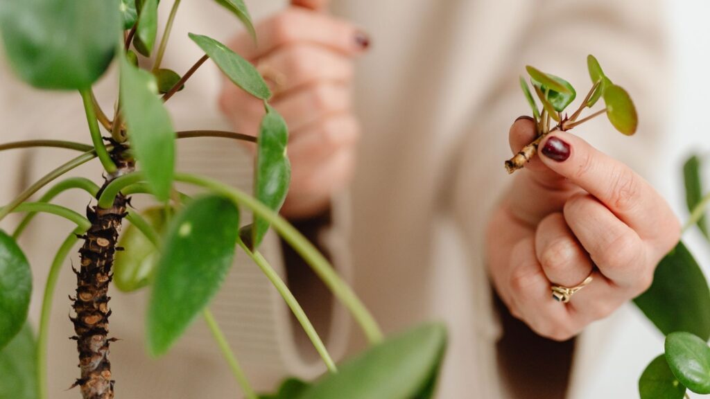 Chinese Money Plant Propagation