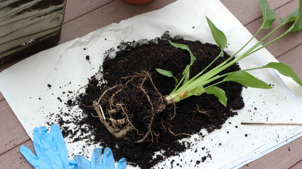 Starliçe Çelikleme Çoğaltma