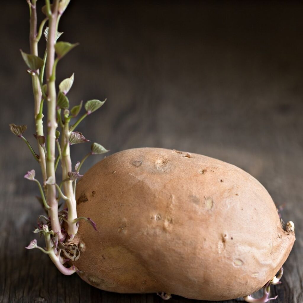 Tatlı patates filizi