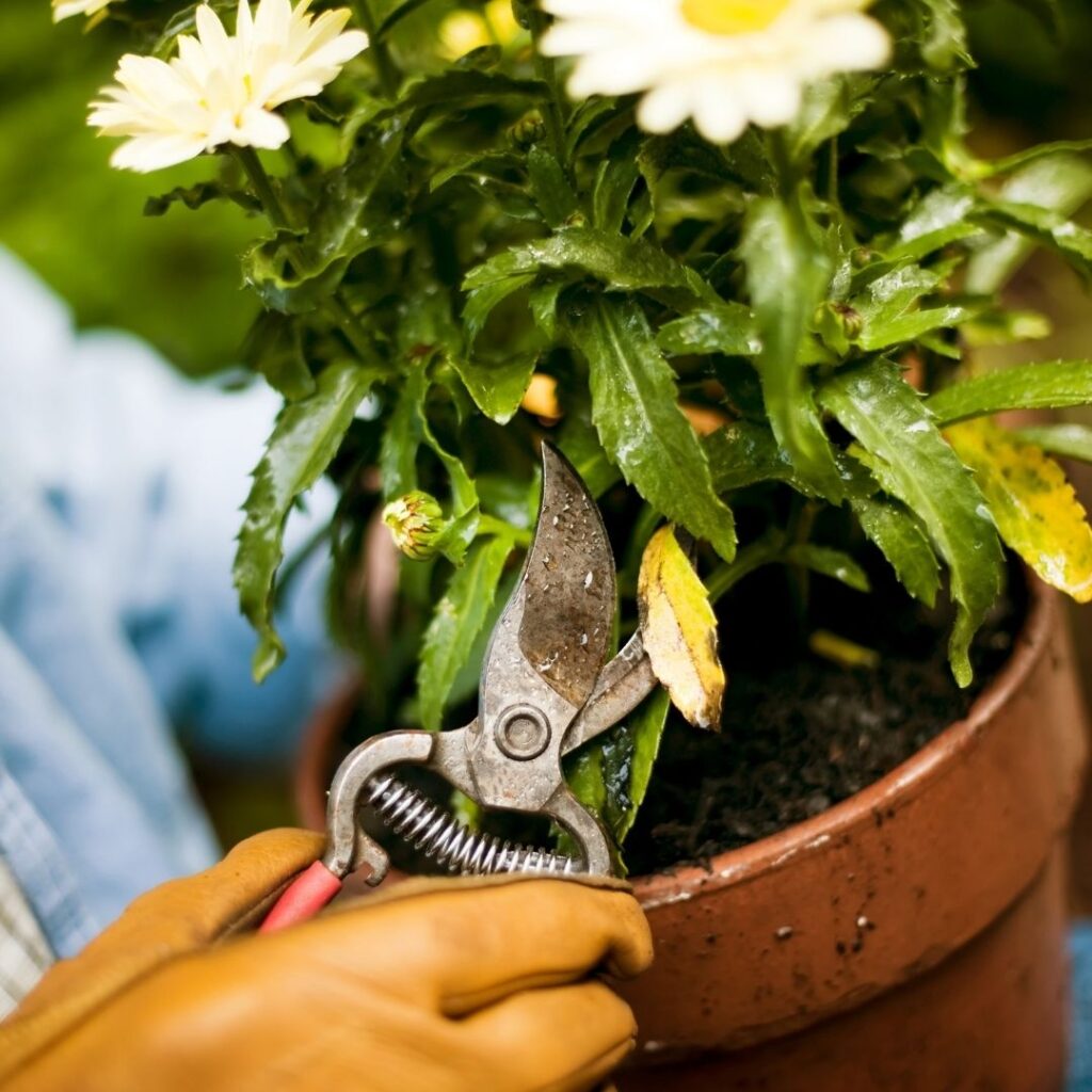 Pruning chamomile