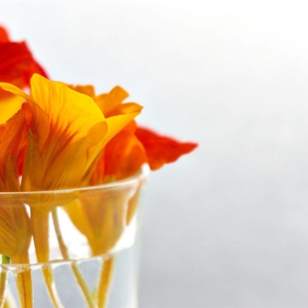 Latin Çiçeği | Nasturtium