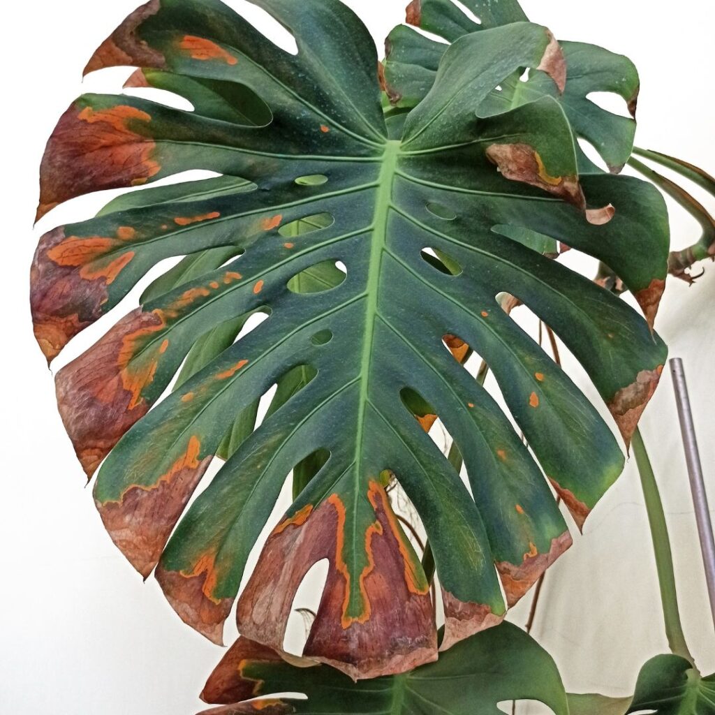Monstera Rust Fungus