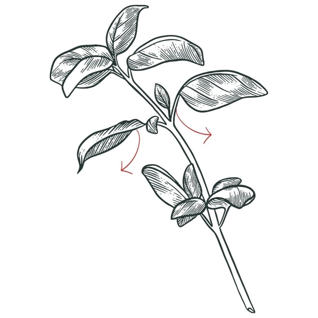 how to prune basil plant