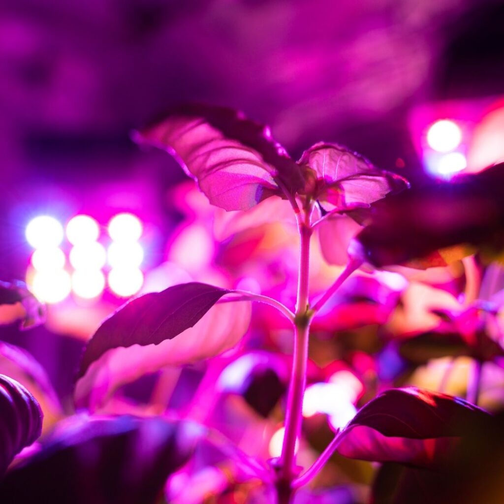 Led grow light