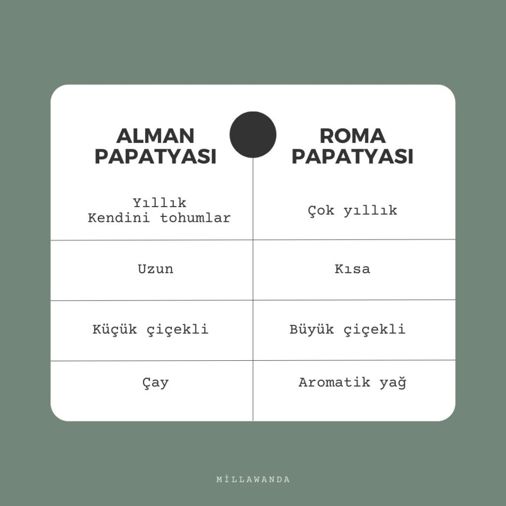 Alman papatyası, Roma papatyası