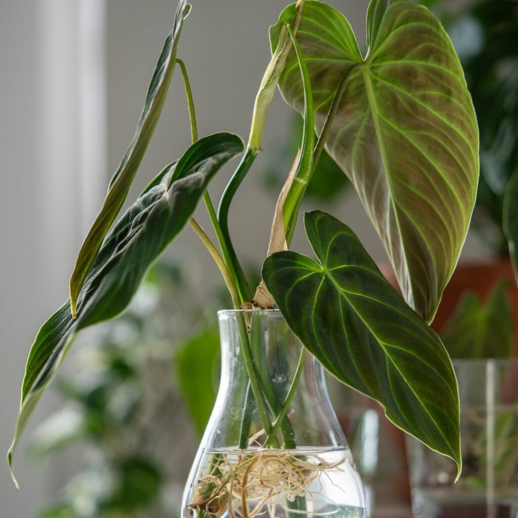 Elephant Ear Propagation
