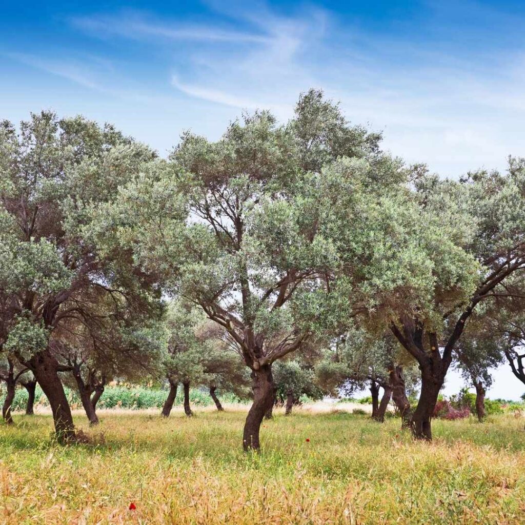 Olive trees, Türkiye