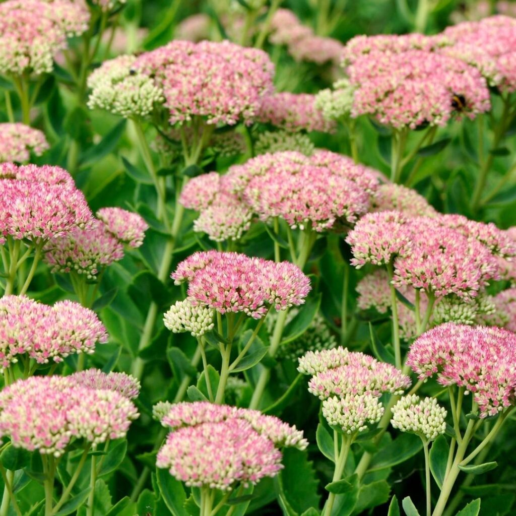 Sedum pulchellum