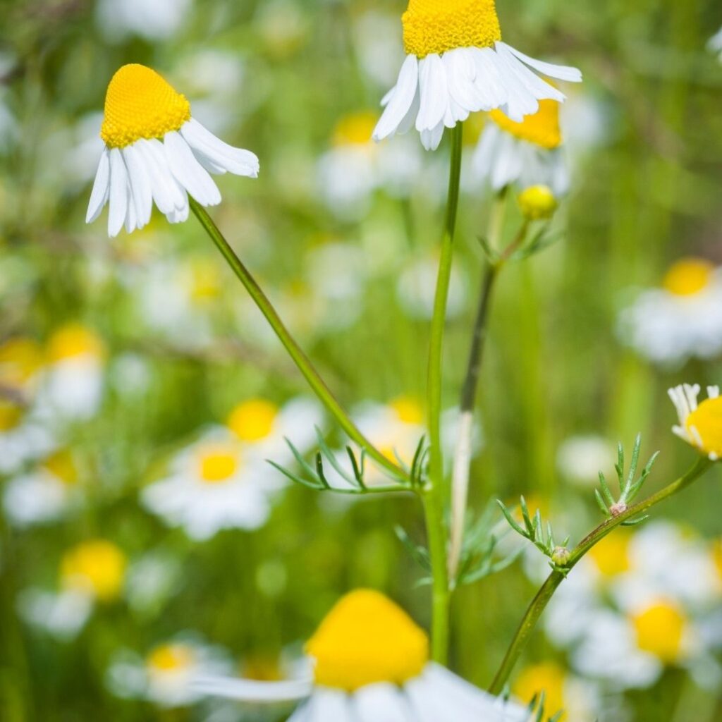 Alman papatyası hasat zamanı