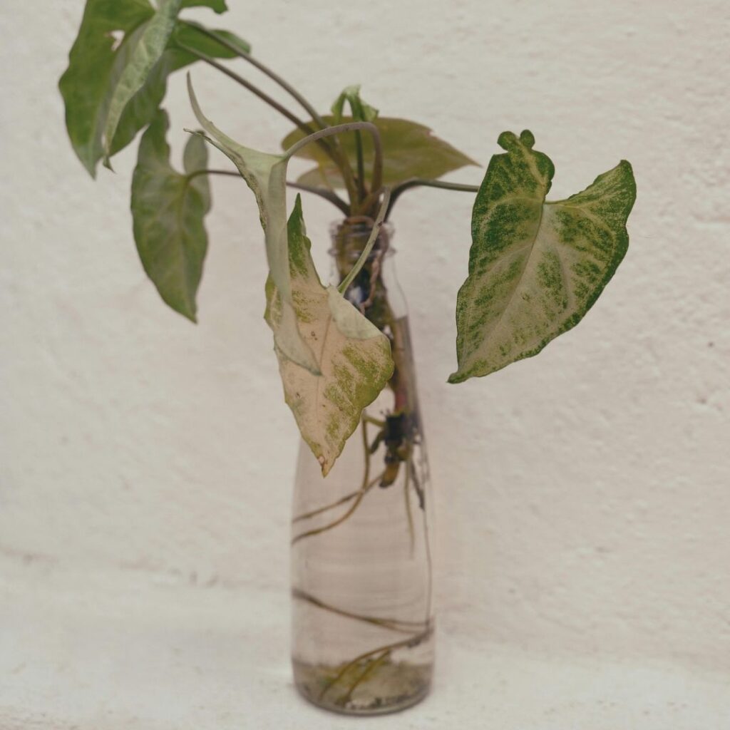 Arrowhead Philodendron Cutting