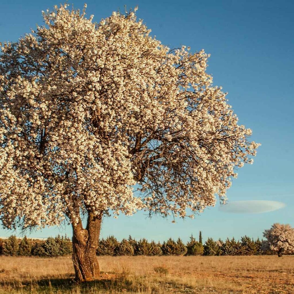 Almond tree