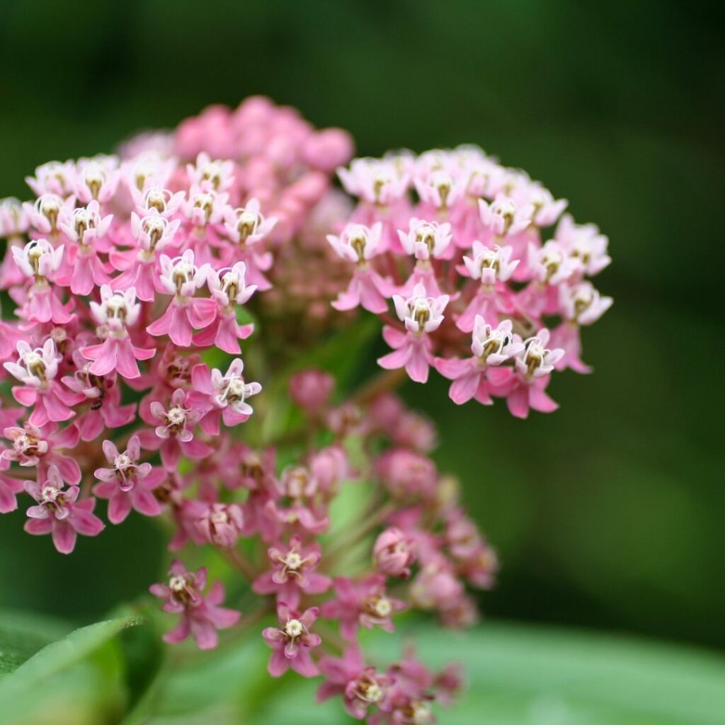 Asclepias