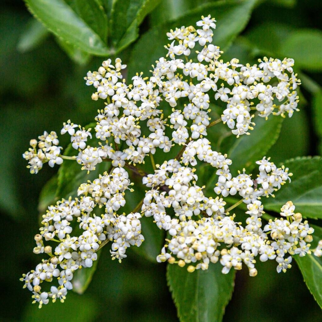 Elderflower