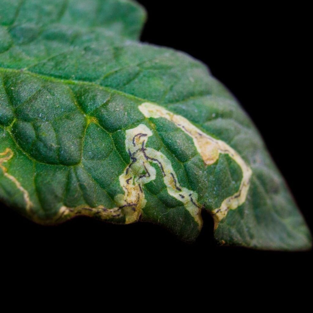 leafworm, leaf miner