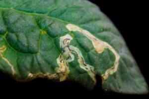 Blog Elements (Square)10