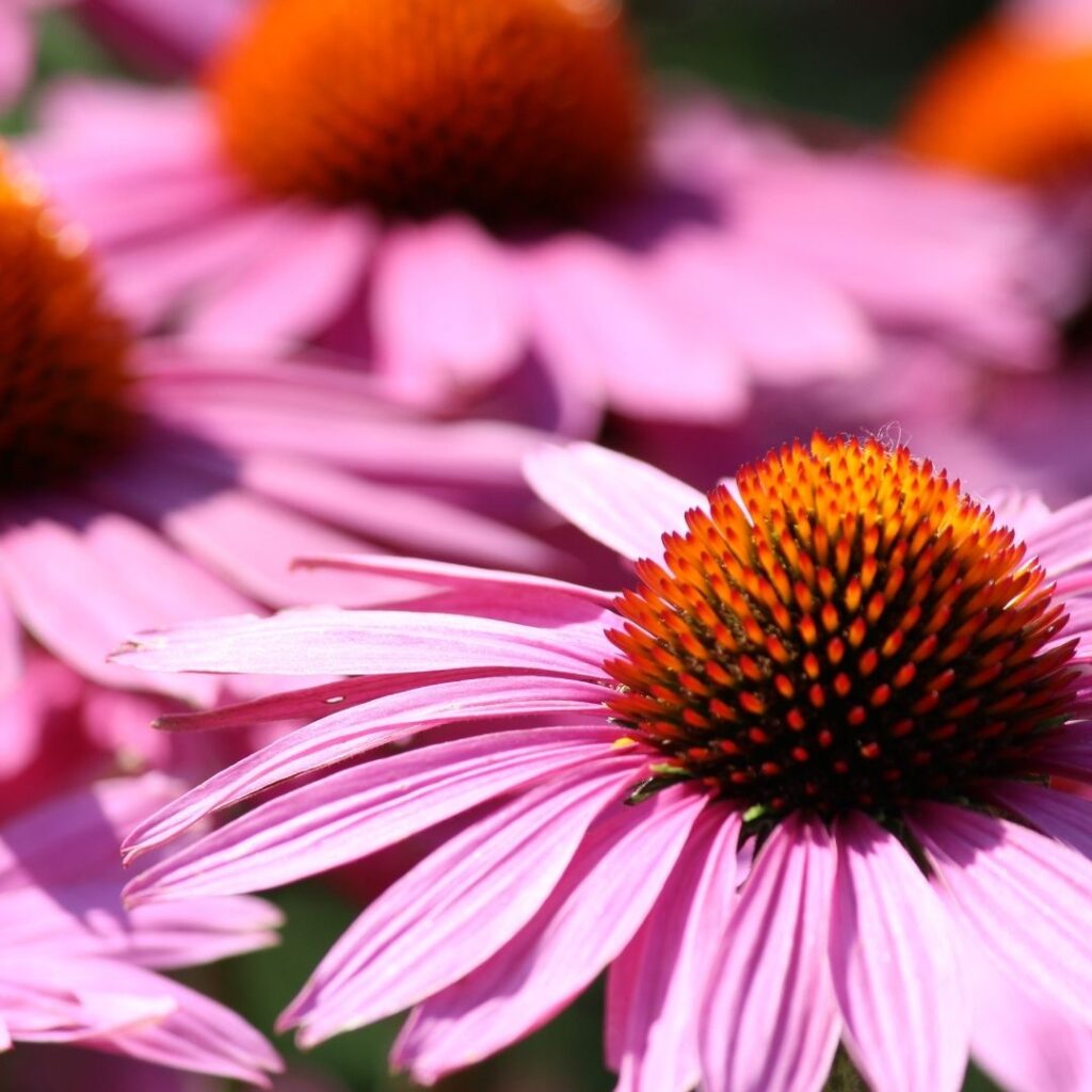 Echinacea Flower