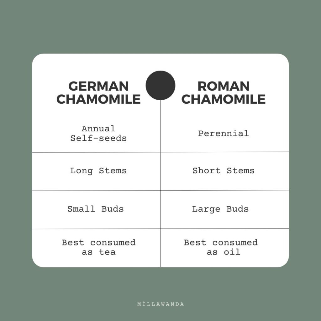 German chamomile vs Roman chamomile