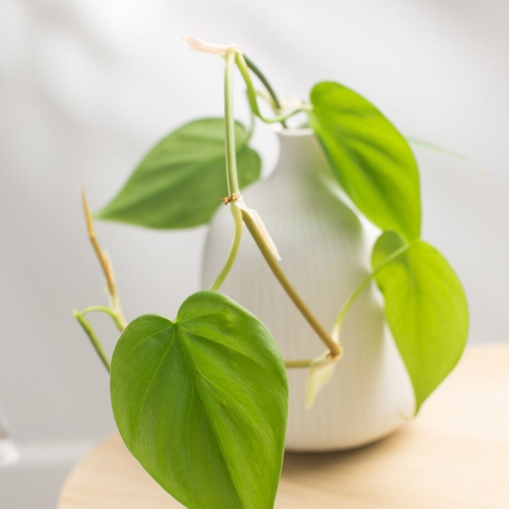 How to Propagate Heartleaf Philodendron