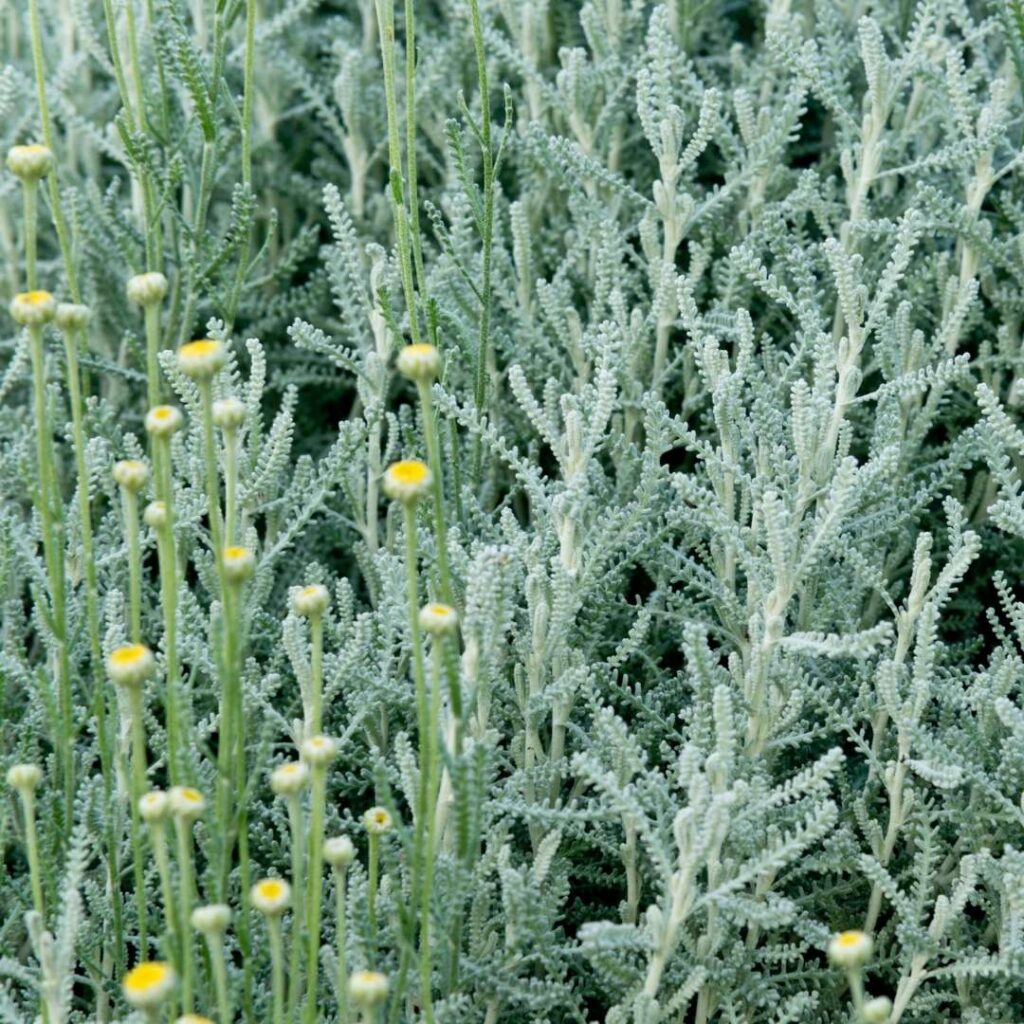 Santolina (Cotton Lavender)