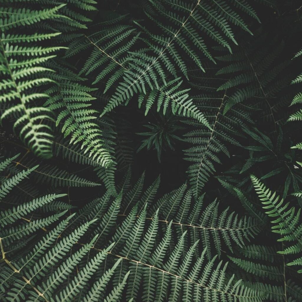 Ferns