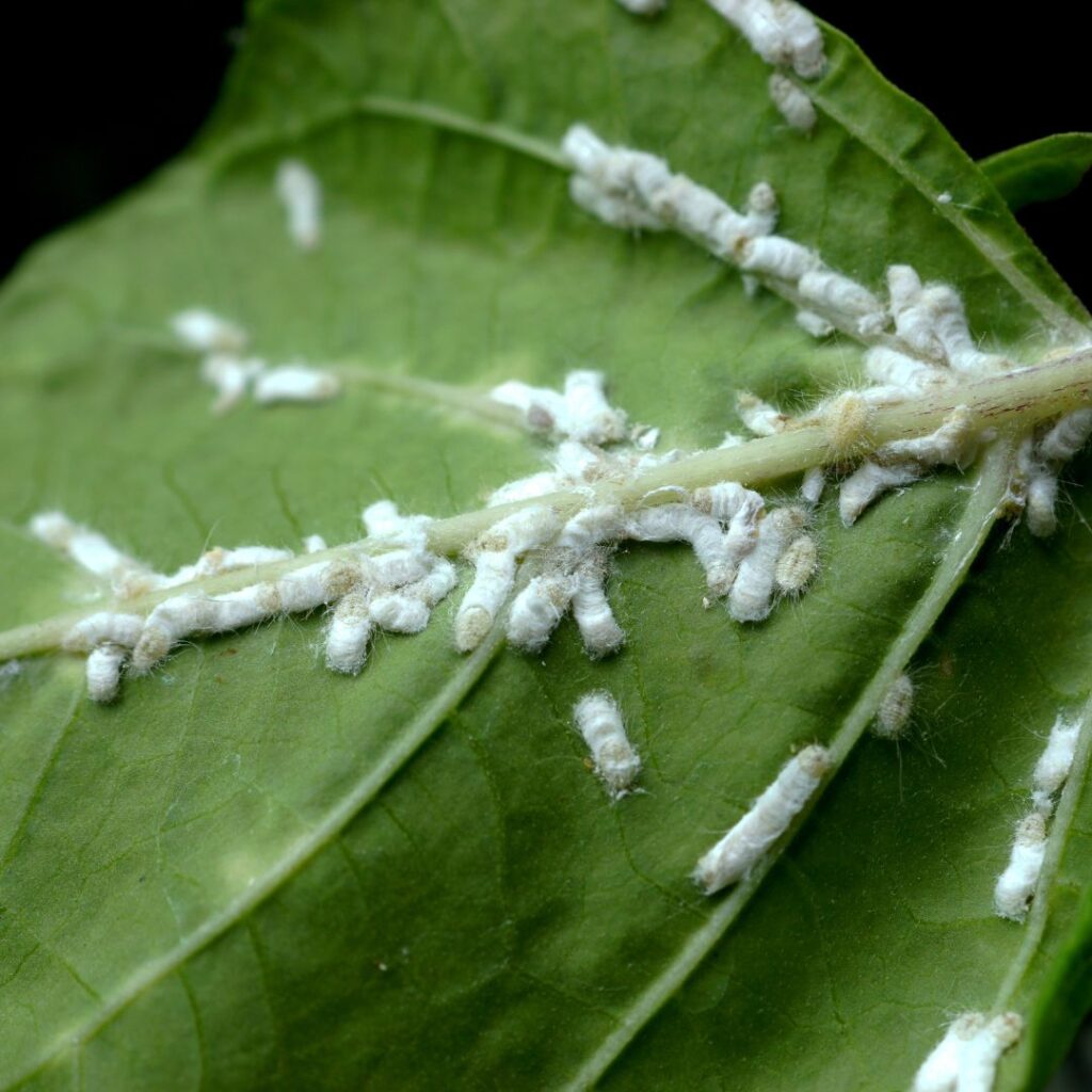 Mealybugs on Leaf