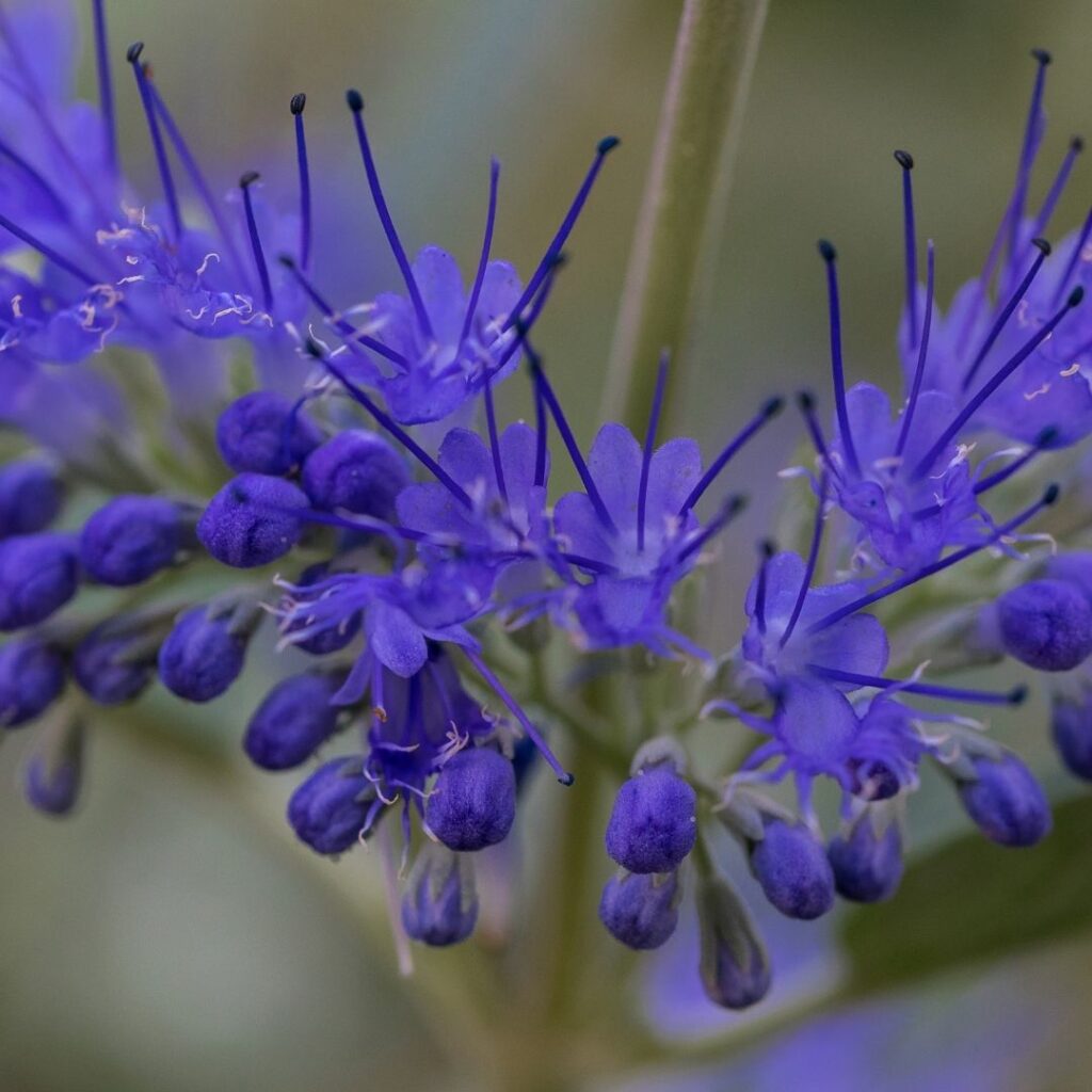 Caryopteris