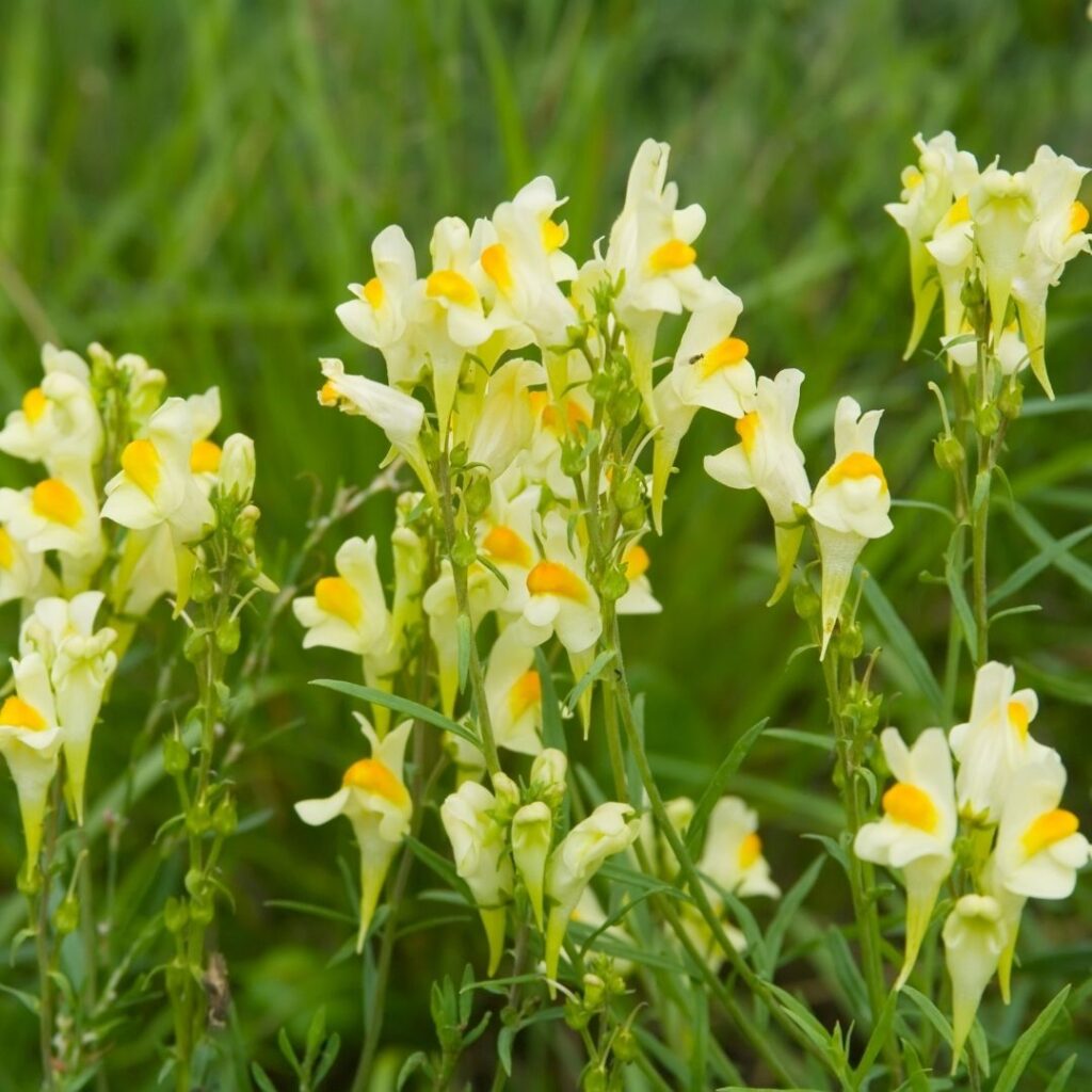 Linaria (Nevruzotu)