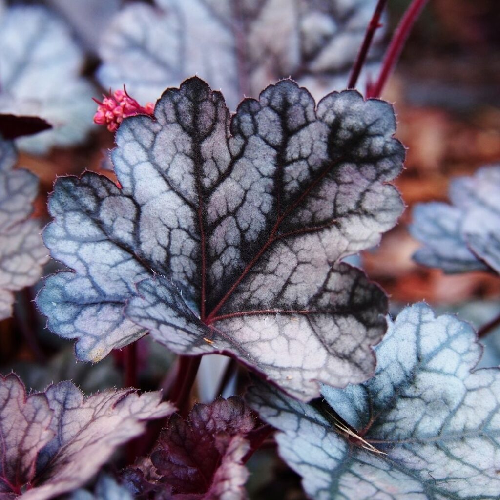 Heucheras