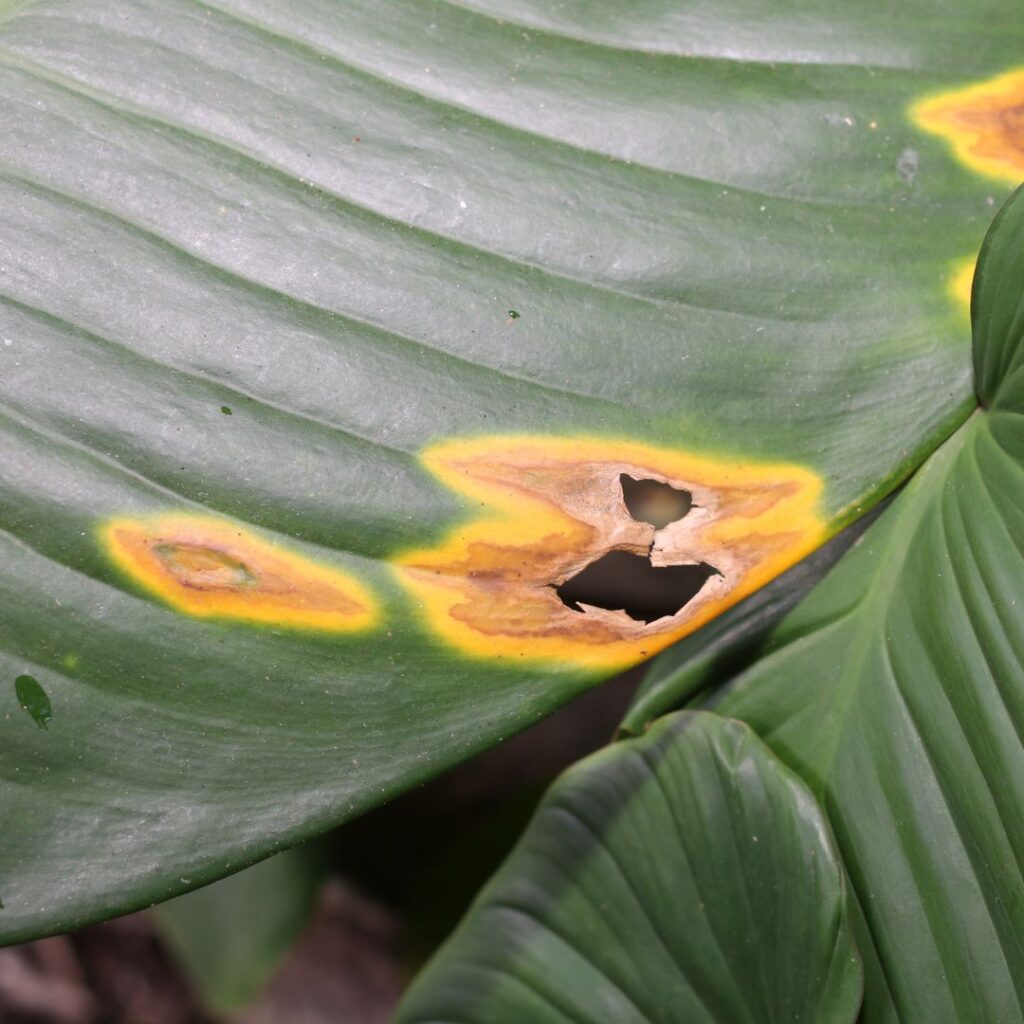 Sunburn on leaf