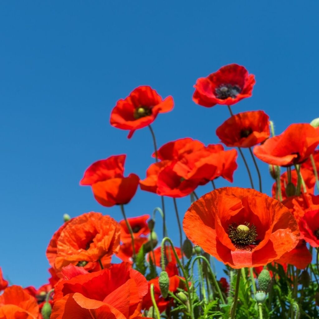 Poppies
