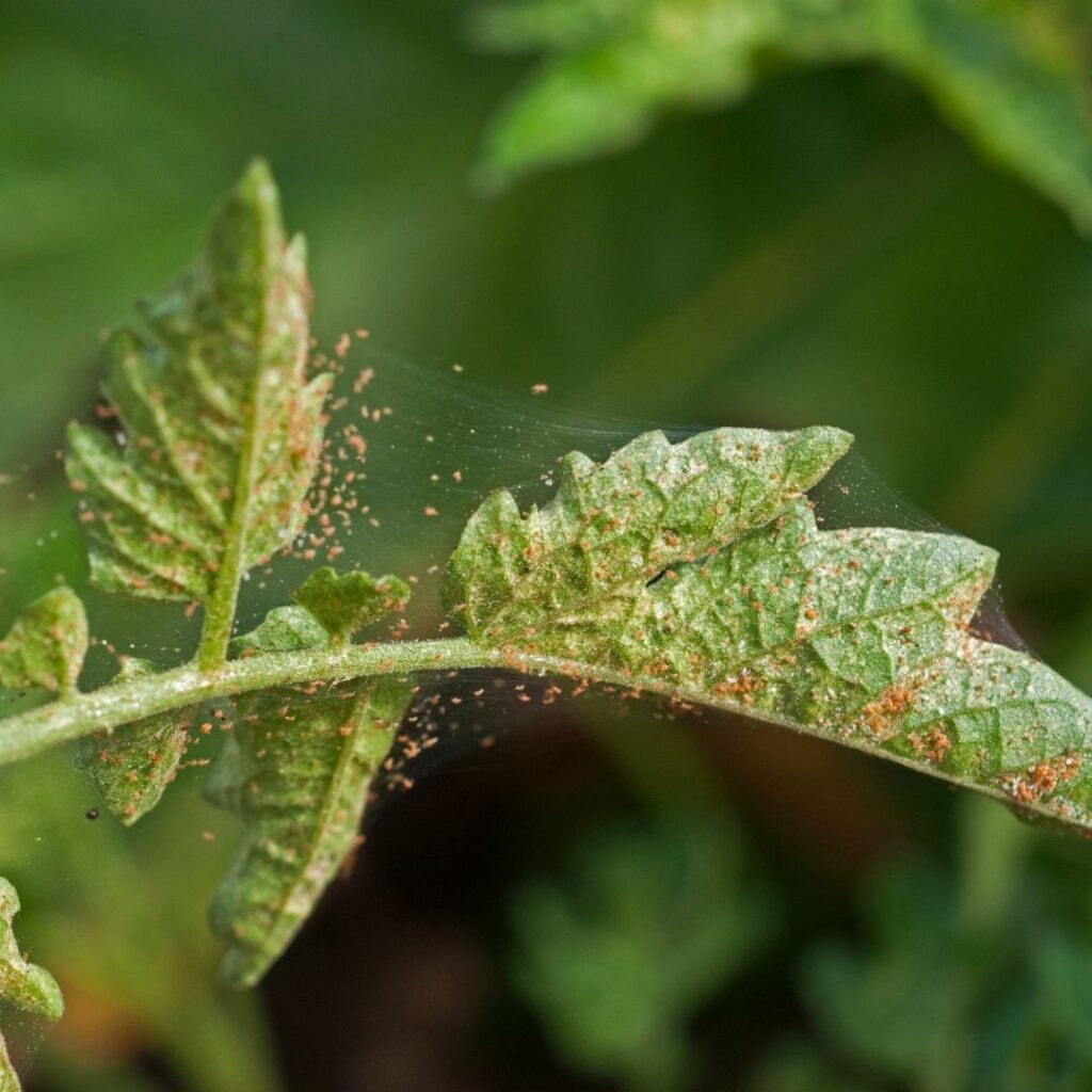 spider mites