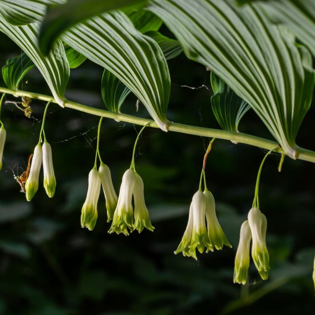 Polygonatum