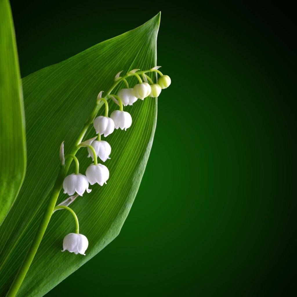 Lily of the Valley (Convallaria Majalis)