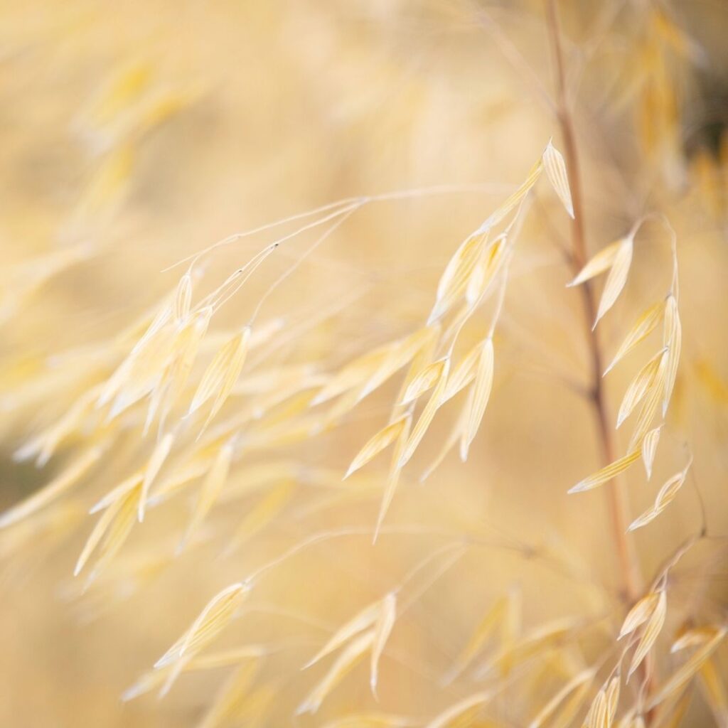 Stipa Gigantea or Horsetail Grass