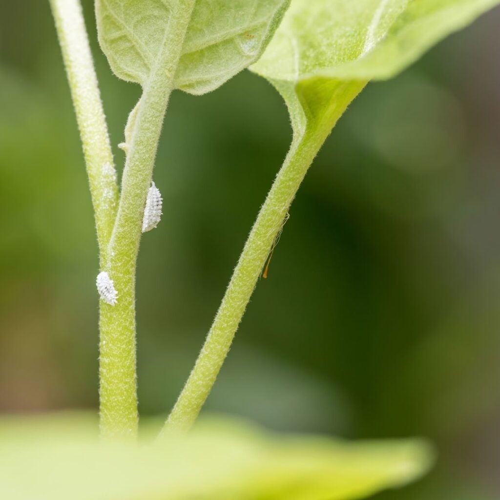 mealybugs
