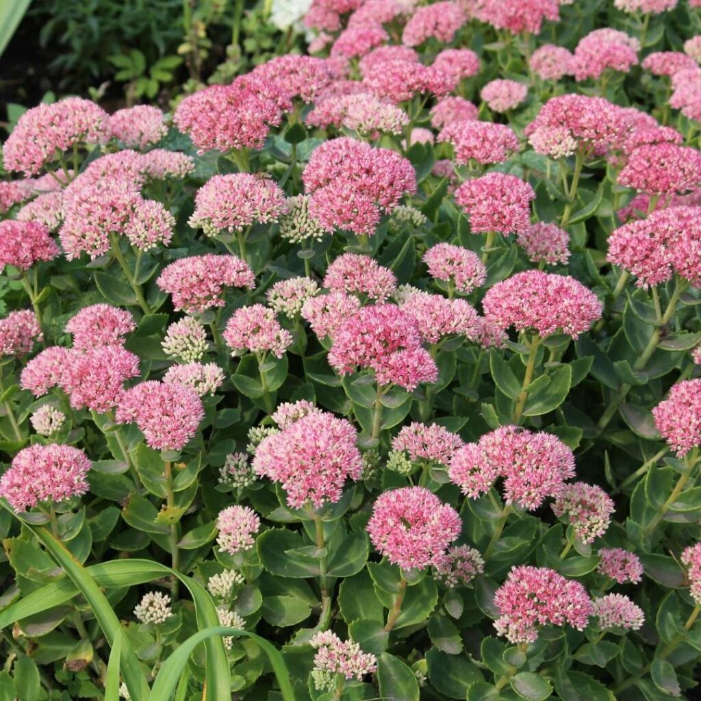 Sedum (Dam Koruğu)