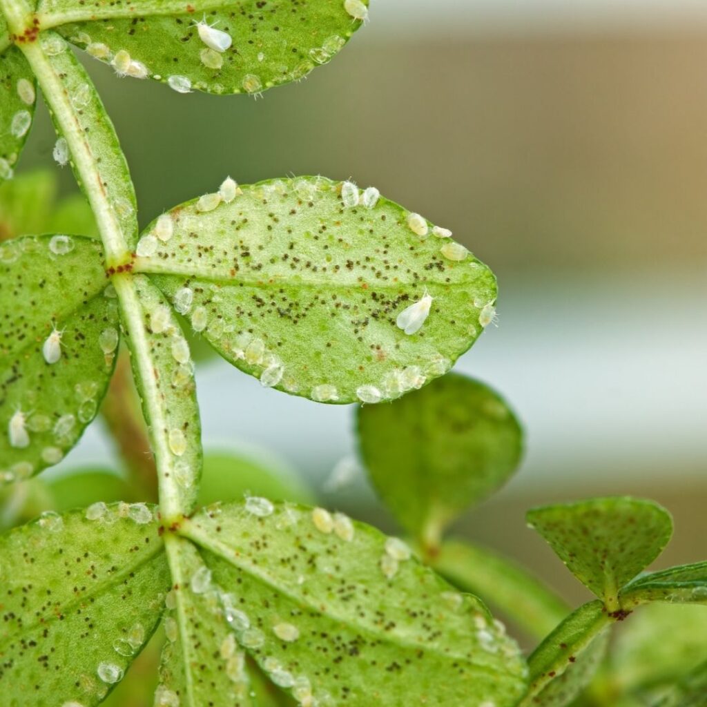 whiteflies